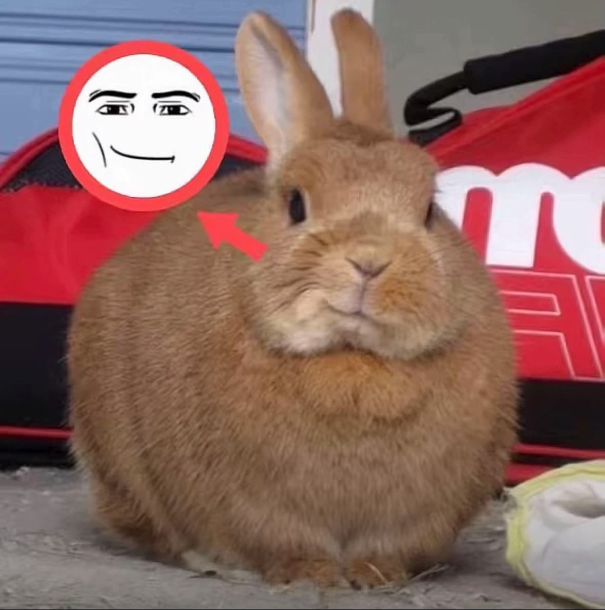 A round bunny with a small smirking face graphic beside it