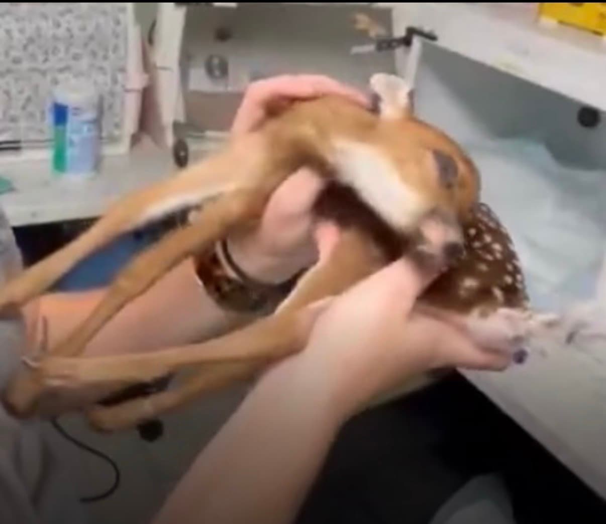 A small fawn being held